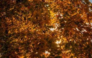 Картинка осень, листья, природа, солнце, деревья, золотой, пейзаж