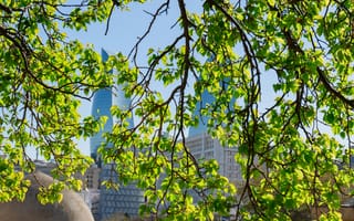 Картинка деревья, листья, город, архитектура, природа, весна, зеленый