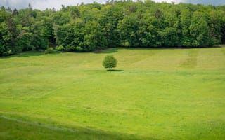 Картинка пейзаж, дерево, зелень, природа, луг, лес, одиночество