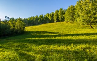 Картинка природа, лес, пейзаж, зелень, солнце, трава, отдых