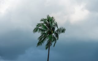 Картинка пальма, небо, облака, природа, тропики, одиночество, пейзаж