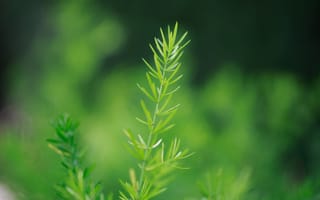 Картинка растение, зелень, природа, листья, фото, обои, макро