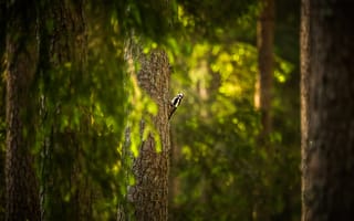 Картинка птица, лес, дятел, дерево, природа, зеленый, освещение