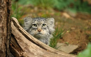 Картинка кот, дикая природа, животное, пантера, фото, природа, лес