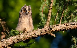 Картинка сова, природа, птица, дерево, фото, животные, лес