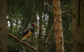 Картинка птица, лес, черный аист, природа, деревья, животные, фотография