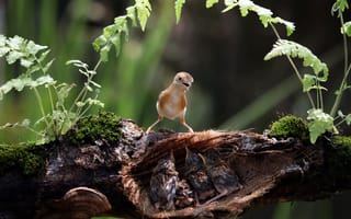 Картинка птицы, гнездо, природа, молодые, птенцы, лес, животные