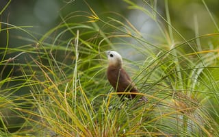 Картинка птица, природа, трава, животные, фото, обои, зеленый, ландшафт, дикая природа, пейзаж