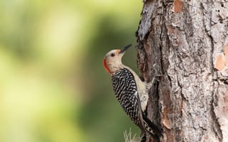 Картинка птица, дятел, дерево, природа, животные, лес, фото