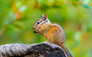 Картинка белка, природа, животные, лес, фотография, пейзаж, весна