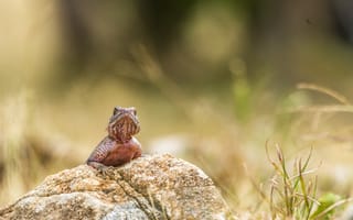Картинка ящерица, природа, камень, животное, ландшафт, фото, дикая природа