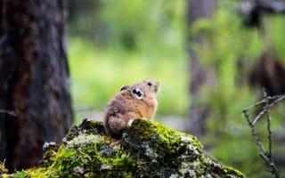 Картинка пика, природа, животное, лес, мох, грызуны, фото