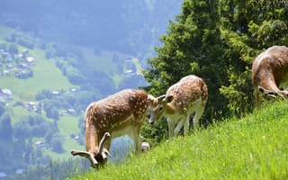 Картинка олени, природа, горы, пейзаж, зелень, животные, лето