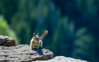 Картинка белка, природа, камень, лес, животное, пейзаж, дикая природа