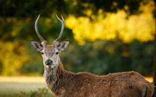 Картинка олень, природа, животные, пейзаж, лес, дикая природа, грива
