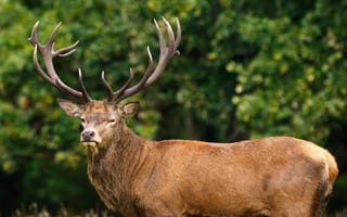 Картинка олень, природа, животные, лес, дикие животные, мужской, рога