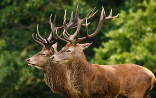 Картинка олень, природа, животные, лес, рога, дикие, фауна