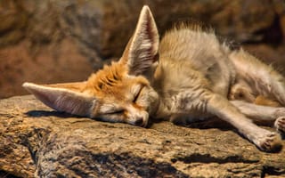 Картинка фенек, кот, животное, сон, песчаная кошка, уши, природа, песок, млекопитающее, дикий
