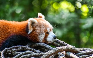 Картинка панда, животное, природа, лес, медведь, отдых, фотография