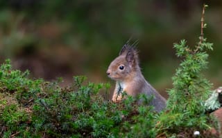 Картинка белка, природа, лес, животные, фото, зеленый, дикие