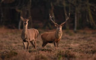Картинка олень, природа, животные, лес, пейзаж, дикие животные, фотография
