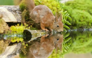 Картинка белка, природа, отражение, вода, мох, лес, животные