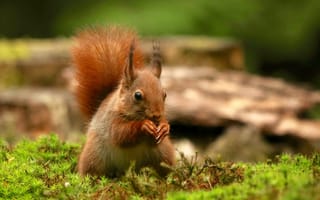 Картинка белка, природа, лес, животные, фотография, мох, орехи