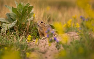 Картинка белка, природа, цветы, пейзаж, животные, лето, зеленый