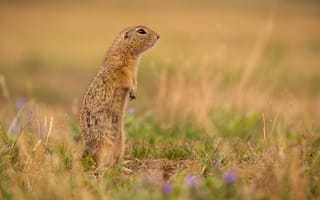 Картинка сурок, природа, животные, пейзаж, трава, фото, дикие животные