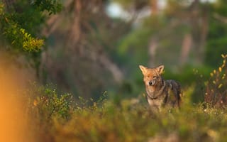 Картинка волк, природа, животные, лес, дикие, пейзаж, фотография