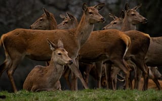 Картинка олени, природа, животные, пейзаж, группа, лес, дикие