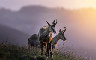 Картинка горные козы, природа, закат, животные, пейзаж, горы, фотообои
