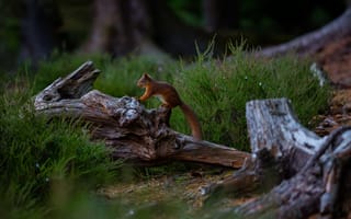 Картинка белка, лес, природа, животные, деревья, пейзаж, фотография