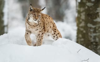 Картинка рысь, зима, снег, дикая природа, животные, лес, пейзаж