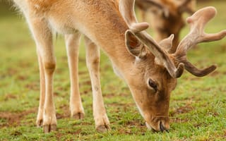 Картинка олень, природа, животные, гладкая шерсть, пастбище, грива, мягкий свет