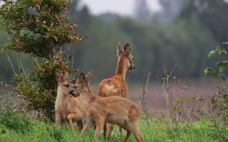 Картинка олени, природа, животные, лес, пейзаж, молодняк, зеленый