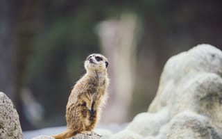 Картинка сурикат, животные, природа, дикие, звери, фотография, обои