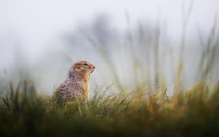 Картинка практика, природа, животное, туман, трава, пейзаж, млекопитающее