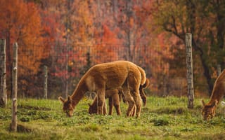 Картинка альпака, осень, пейзаж, природа, животные, трава, ферма