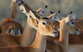 Картинка антилопа, природа, животные, дикое, группа, фото, пейзаж