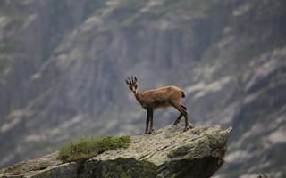 Картинка животное, горы, природа, козел, ландшафт, скала, дикая природа