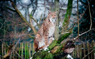 Картинка рысь, животные, природа, лес, дикие животные, фотография, зима