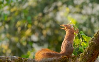 Картинка белка, природа, лес, животные, зелень, фотография, весна