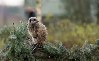 Картинка сурикат, животные, природа, лес, фото, обои, зеленый