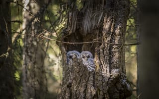 Картинка совы, природа, дерево, лес, дикие животные, птицы, гнездо