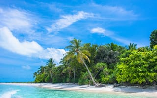 Картинка пляж, пальмы, море, природа, отдых, тропики, солнце