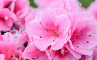 Картинка цветы, азалия, розовый, природа, красота, лето, флора