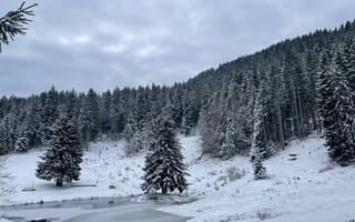 Картинка зима, лес, снег, природа, пейзаж, деревья, озеро