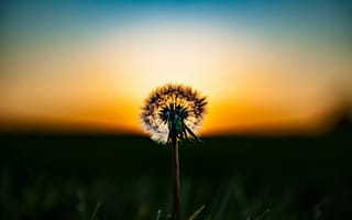 Картинка одуванчик, закат, природа, цветы, пейзаж, лето, красота