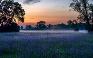 Картинка пейзаж, закат, природа, цветы, туман, деревья, поля